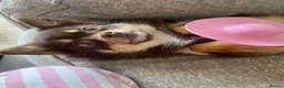 Pomsky dogs for sale: Toy Pomsky in Wickford - Advert 3