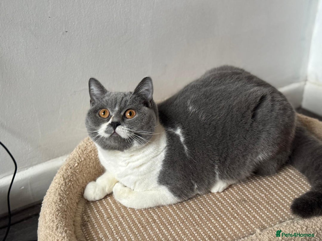 British Shorthair cats for sale: British short hair female  - Advert 4