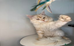 Maine Coon cats for stud: LARGE High Red Silver Stud - Advert 4