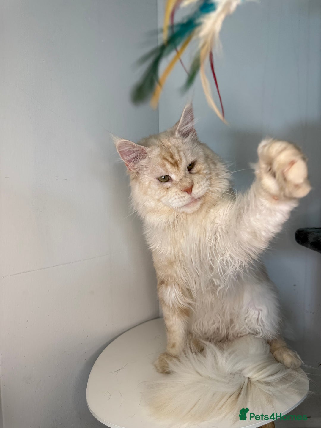 Maine Coon cats for stud: LARGE High Red Silver Stud - Advert 4