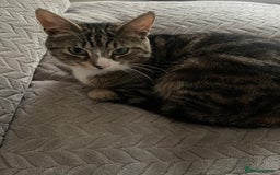 Mixed Breed cats for sale: 1x spotty boy and X3 tabby girls  - Image 9