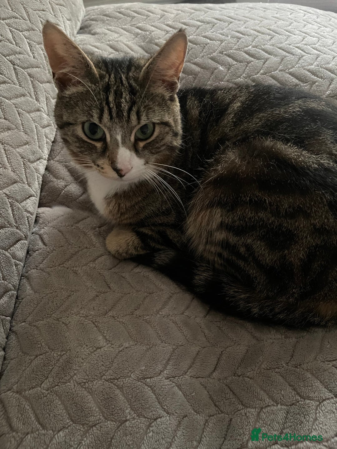 Mixed Breed cats for sale: 1x spotty boy and X3 tabby girls  - Image 9