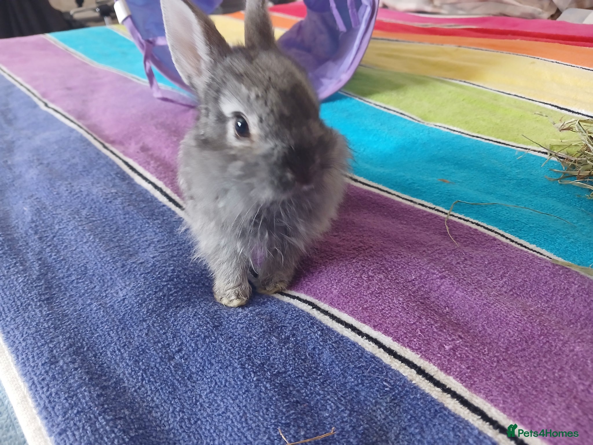 Mixed Breed rabbits for sale: Baby bunnys - Advert 4