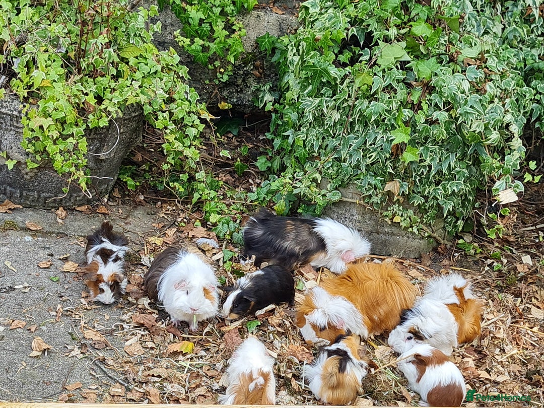 Guinea Pig rodents for sale: Baby guinea pigs for sale - Advert 19