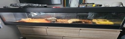 Tortoise reptiles for sale: Red Footed Tortoise for sale to a good home - Advert 7