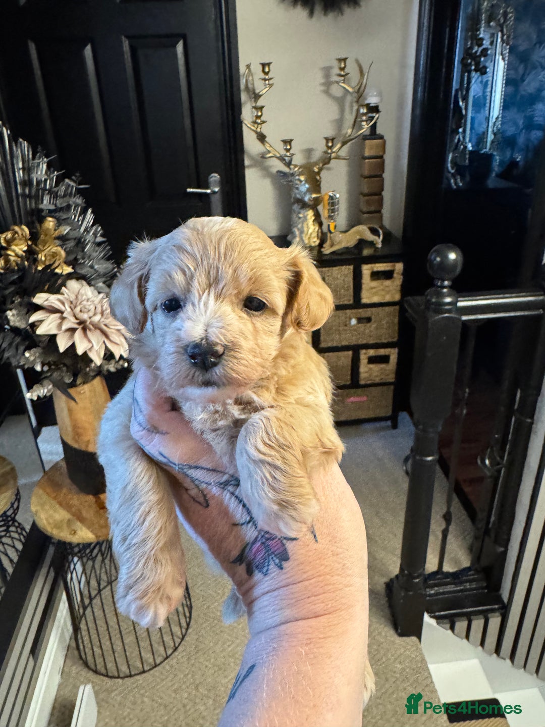 Maltipoo dogs for sale: TEDDY BEAR MALTIPOO PUPPIES  - Image 15