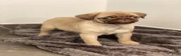 Pug dogs for sale: Gorgeous Pug Puppies - Advert 4