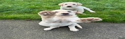 Labrador Retriever dogs for sale: Extensively health tested white chunky Labradors  - Advert 19