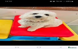 Maltipoo dogs for sale: Beautiful 1 yr old male - Image 6