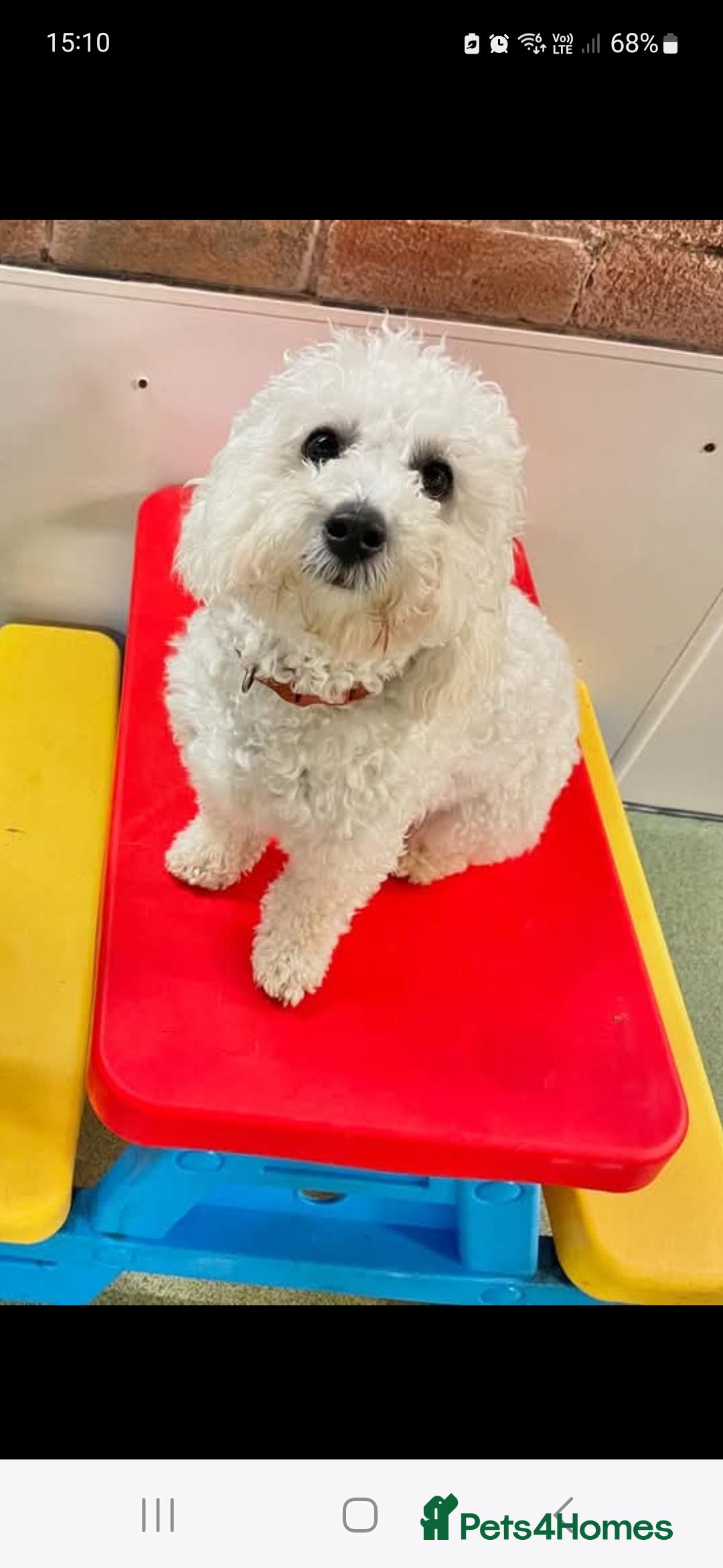 Maltipoo dogs for sale: Beautiful 1 yr old male - Image 6