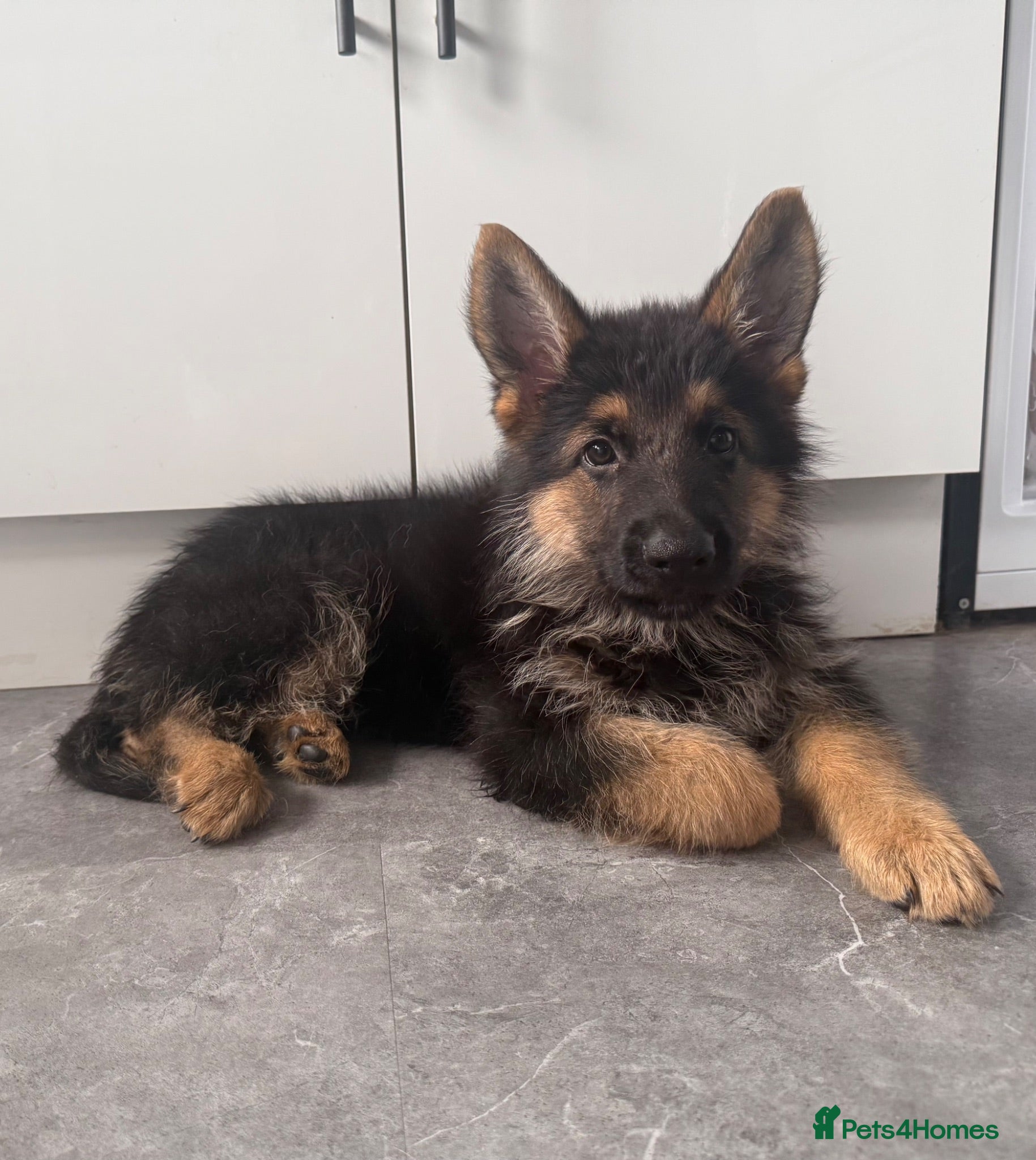 German Shepherd dogs German shepherd pups  - Advert 2