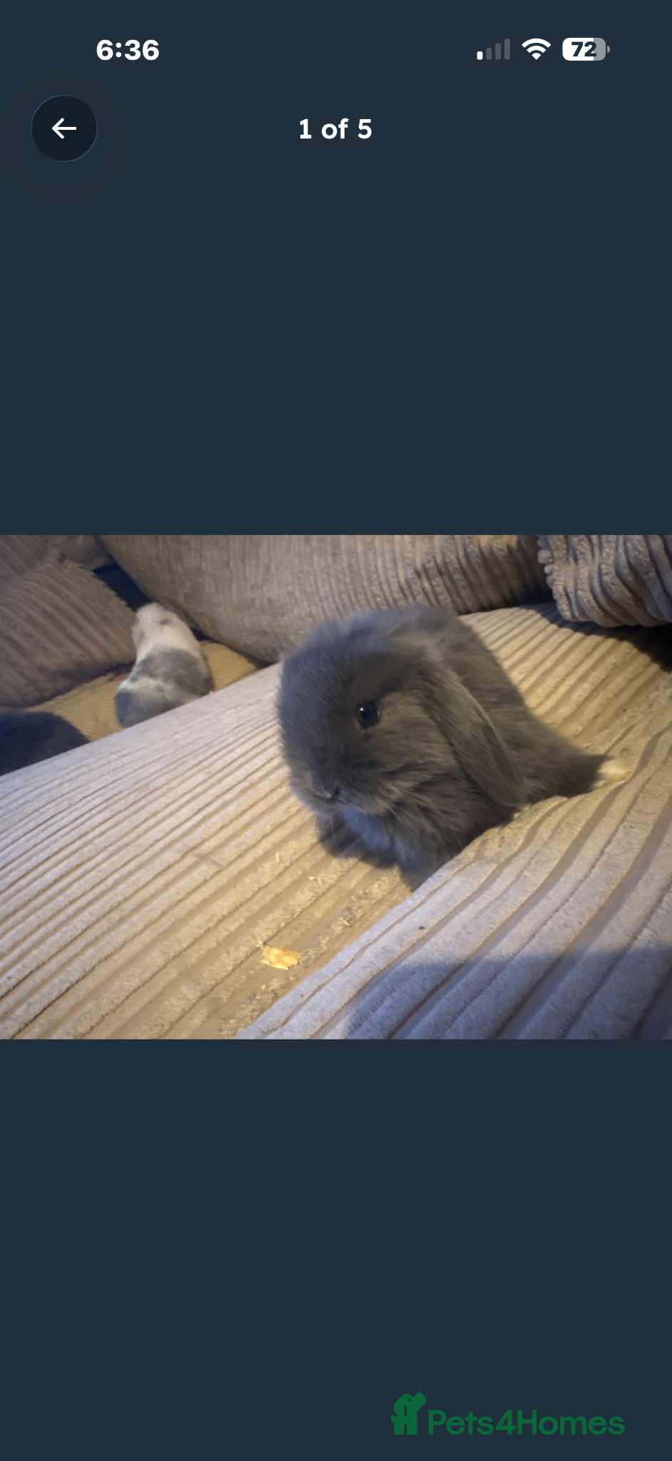 Mini Lop rabbits Mini lop bunny rabbits  - Advert 2