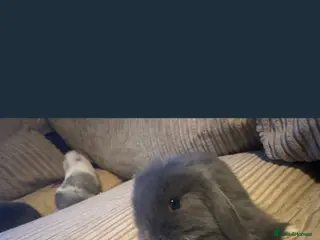 Mini Lop rabbits Mini lop bunny rabbits - Advert 2