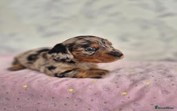 Dachshund dogs for sale: Miniature dachshund puppies PRA CLR - Image 35
