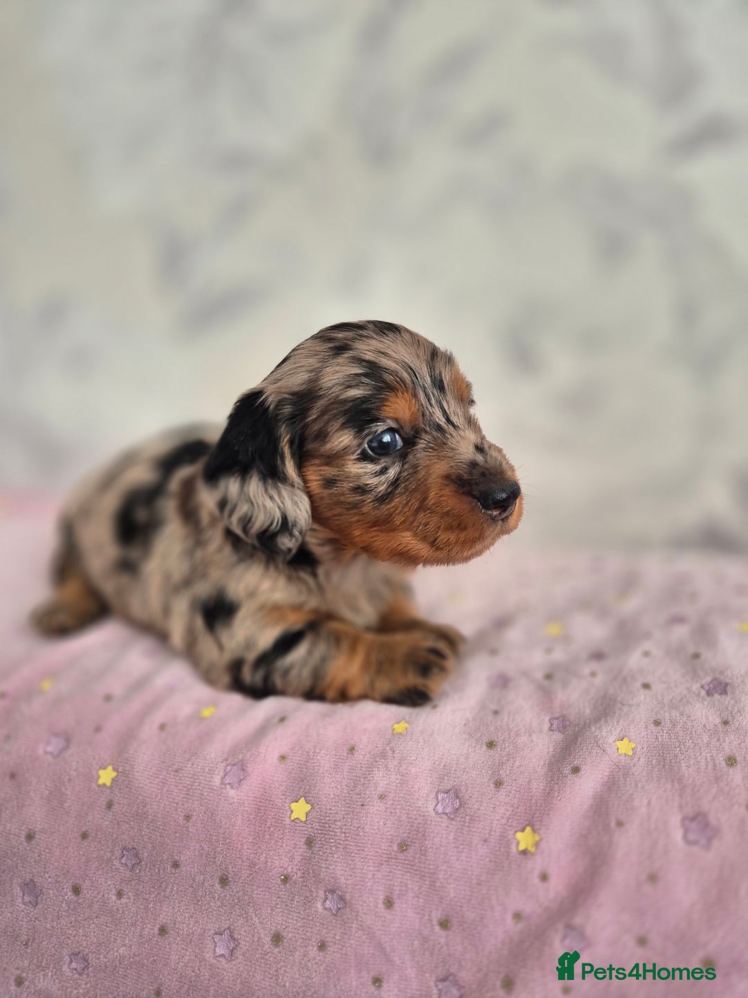Dachshund dogs for sale: Miniature dachshund puppies PRA CLR - Image 35