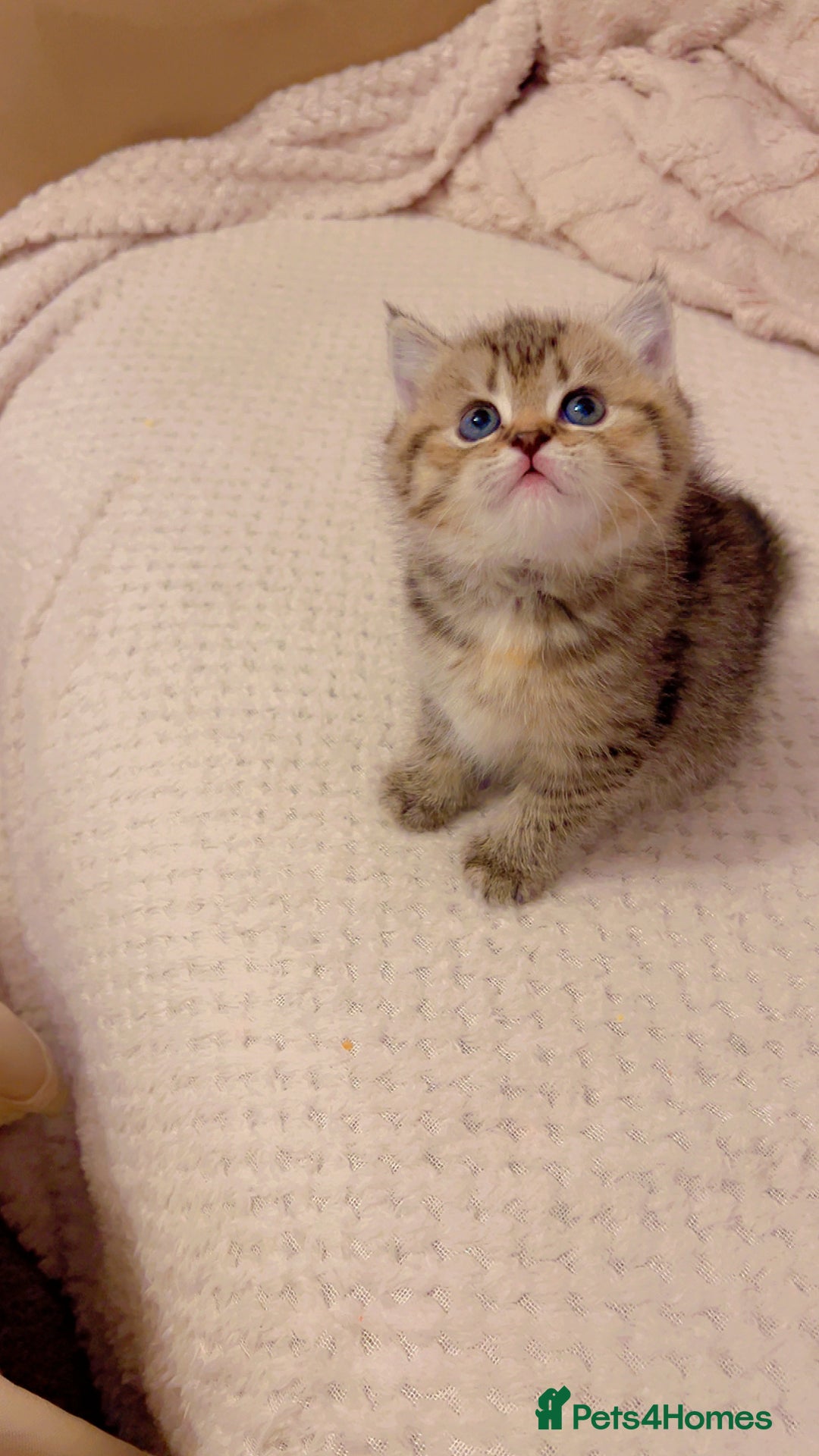 British Shorthair cats for sale: British short hair for sale kitten❤️ - Advert 9