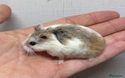 Hamster rodents for sale: Dwarf robrovski hamster babies  - Image 17