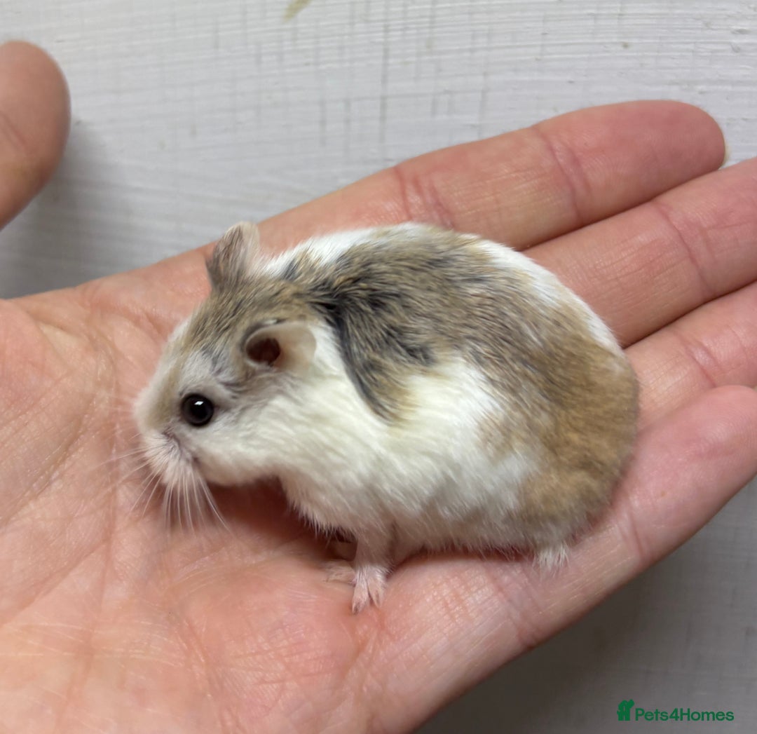 Hamster rodents for sale: Dwarf robrovski hamster babies  - Image 17