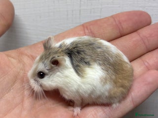 Hamster rodents - Advert 12