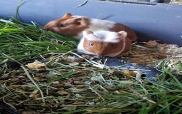 Guinea Pig rodents for sale: Guinea pigs babys available  - Image 2