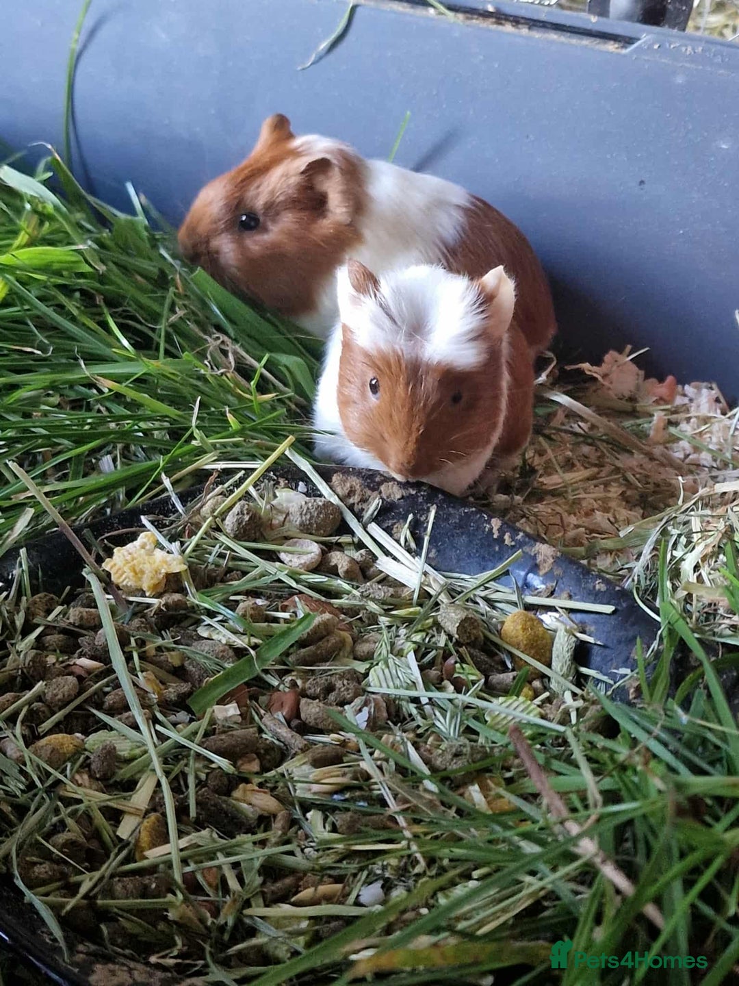 Guinea Pig rodents for sale: Guinea pigs babys available  - Image 2