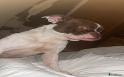 Mixed Breed dogs for sale: Mixed bulldog  - Image 4