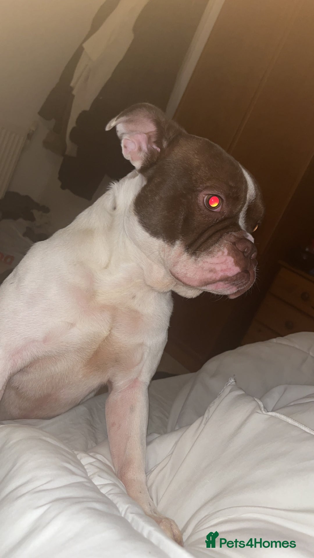 Mixed Breed dogs for sale: Mixed bulldog  - Image 4