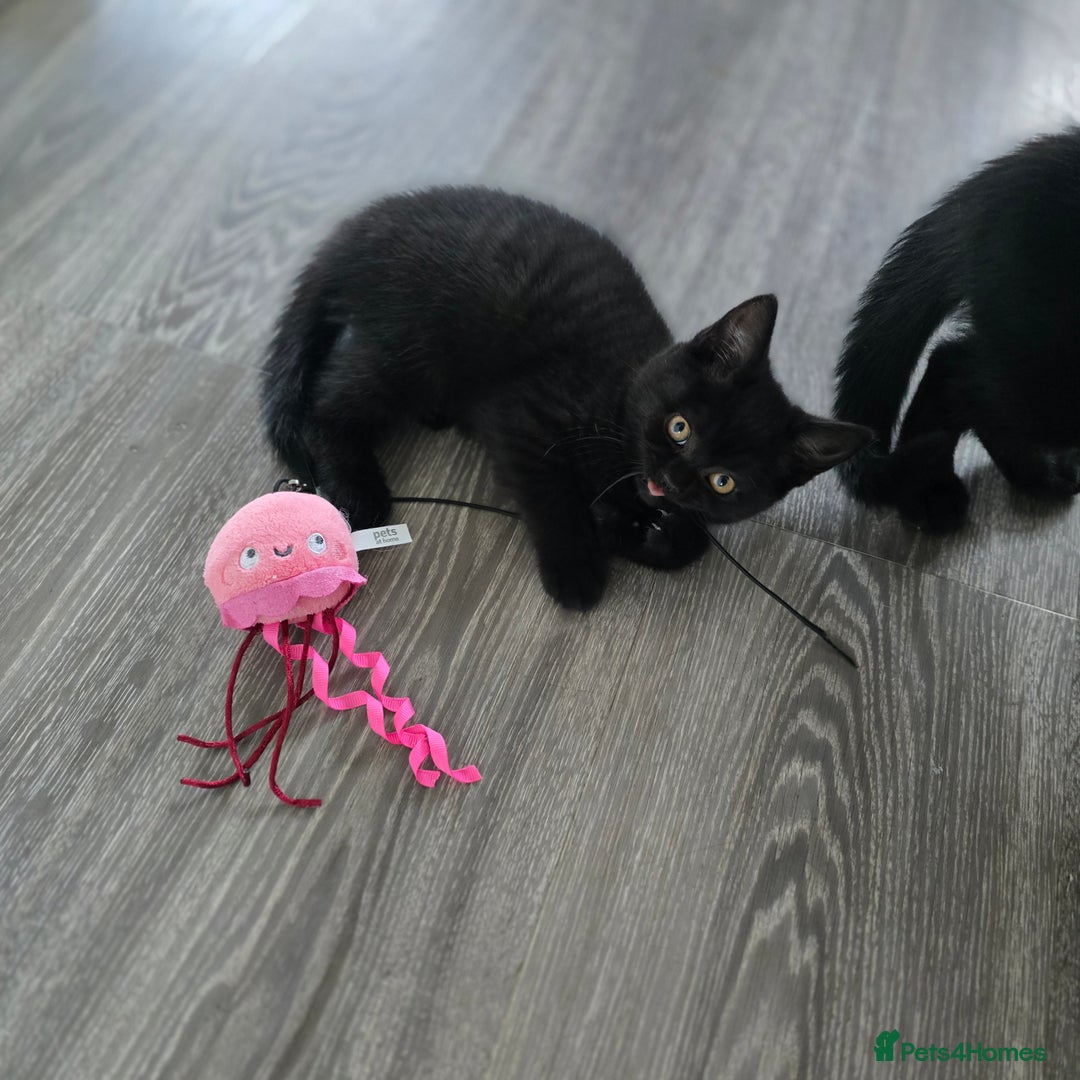 Mixed Breed cats for sale: BSH and Tuxedo Mix - Image 3