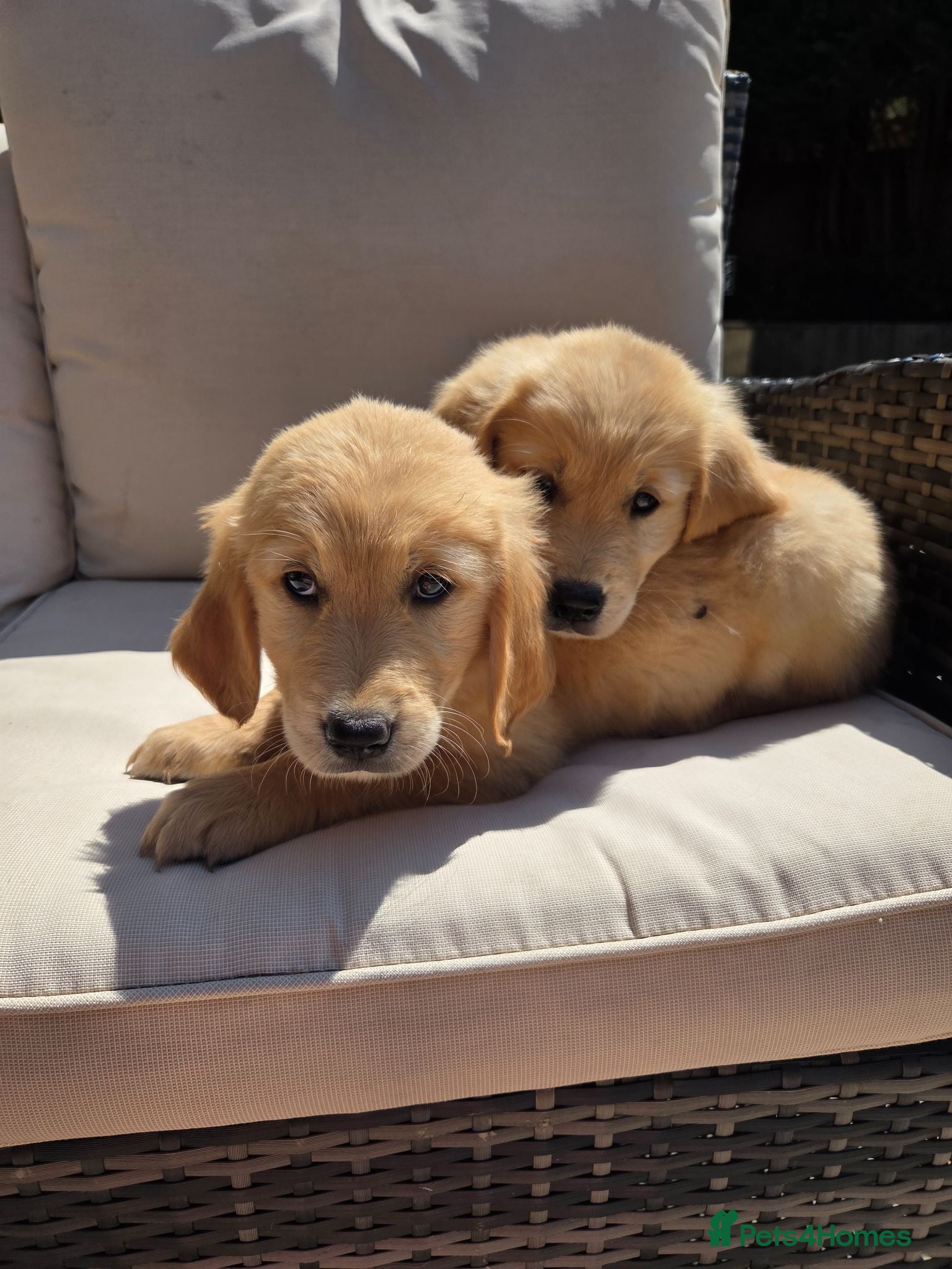 Golden Retriever dogs KC Puppies, Fully Health-Tested Ready to go 🐾 - Advert 1