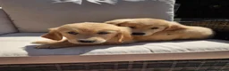 Golden Retriever dogs for sale: KC Fully health tested ONE BOY LEFT 🐾 - Advert 1
