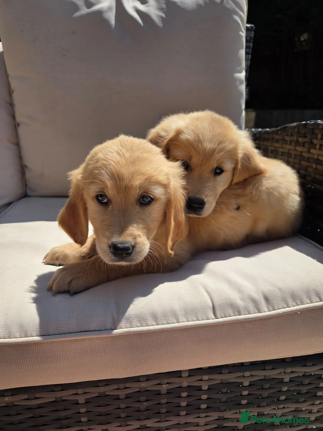 Golden Retriever dogs for sale: KC Fully health tested ONE BOY LEFT 🐾 - Advert 1