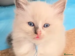 Ragdoll cats Stunning Ragdoll Kittens Ready from 11th May! 🐾 - Advert 3