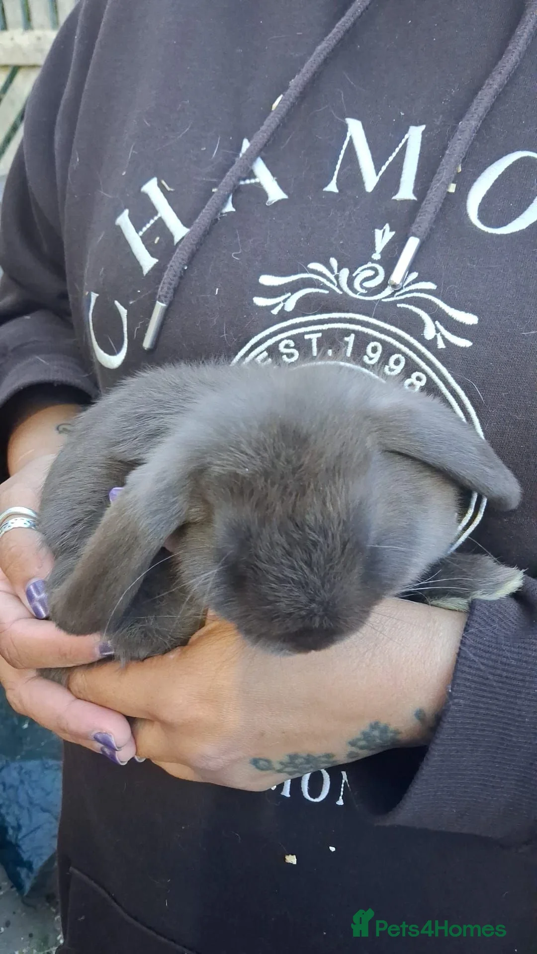 Mini Lop rabbits for sale: Beautiful Pure Breed Mini Lops in Mexborough - Advert 4