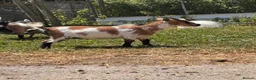 Goats livestock for sale: Pygmy Goats  - Advert 21