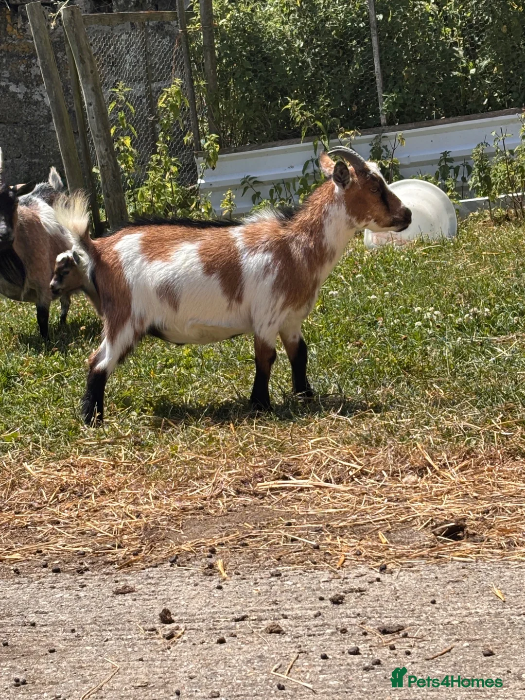 Goats livestock for sale: Pygmy Goats  - Advert 21