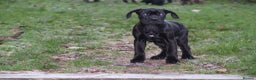 Presa Canario dogs for sale: Presa Canario Puppies (Recognised Breeder) - Advert 20