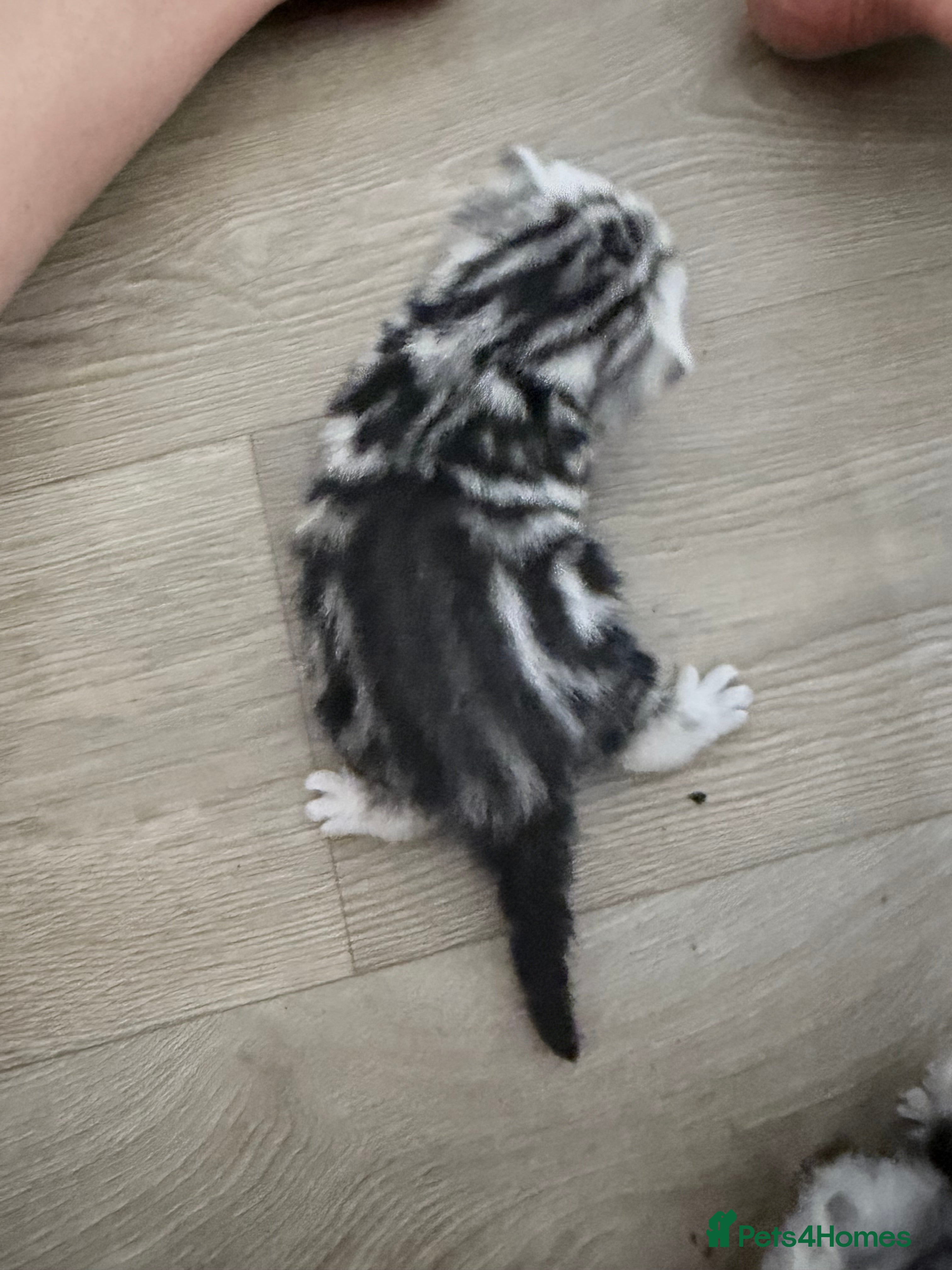 British Shorthair cats GCCF British shorthair silver tabby kittens  - Advert 1