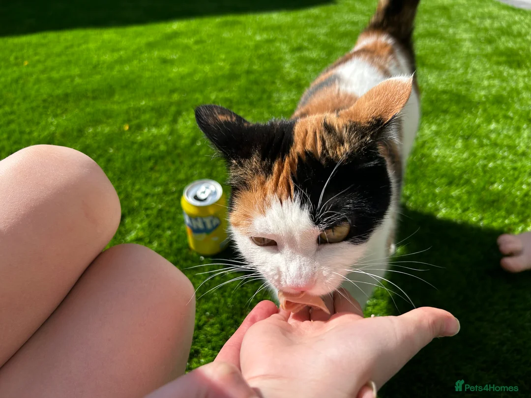 Mixed Breed cats for sale: Beautiful 3 year old cat ***free*** - Advert 7