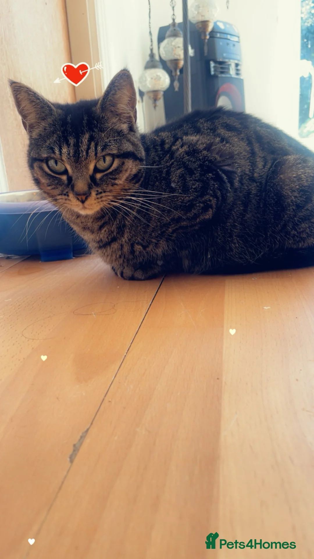 Egyptian Mau cats for sale: Gawjus kitties  - Advert 1