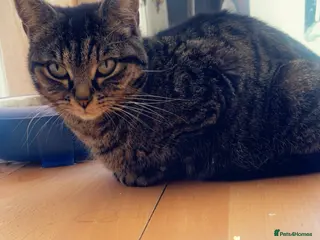 Egyptian Mau cats Gawjus kitties - Advert 1