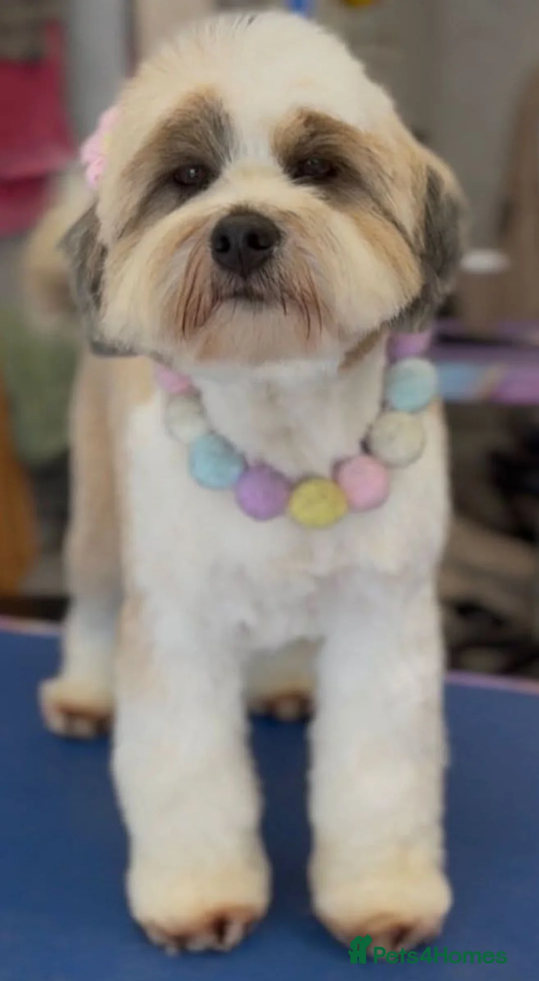 Tibetan Terrier dogs for sale: 1 STUNNING MALE Tibtan Terrier - Advert 2