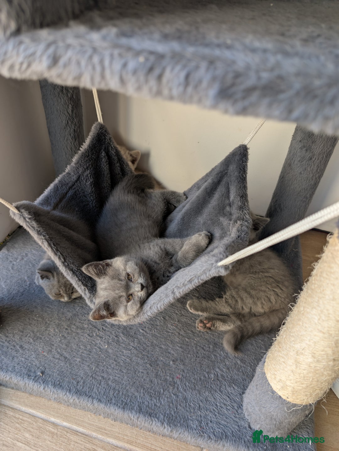 British Shorthair cats for sale: GCCF British Shorthair & longhair kittens - Image 5