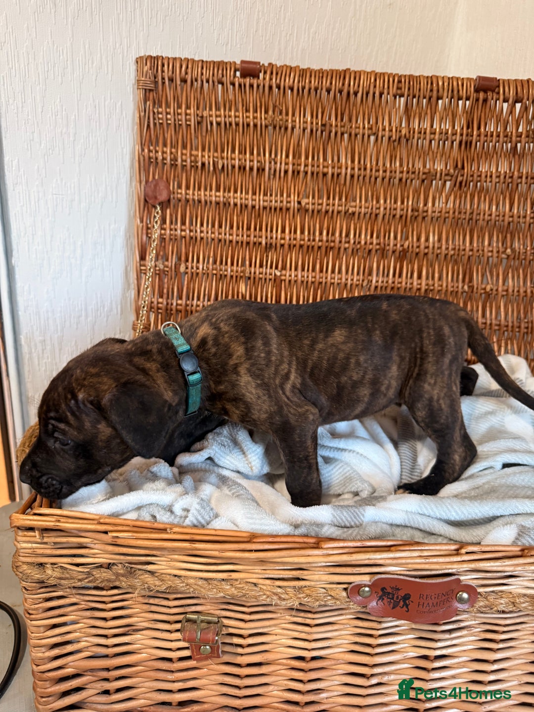 Mixed Breed dogs for sale: Came Corso X Puppies - Image 18