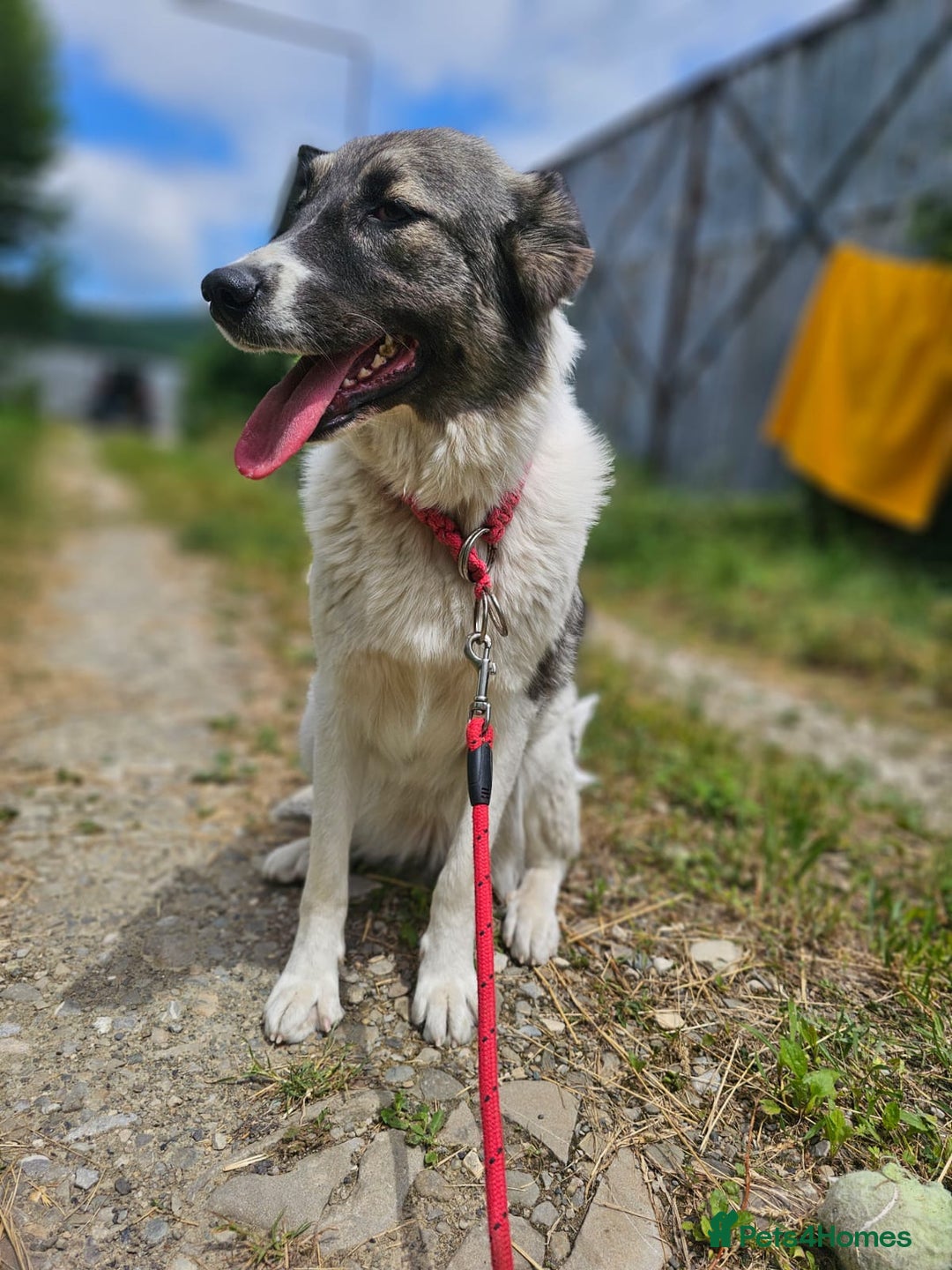 Mixed Breed dogs for adoption: Beautiful and Gentle HEIDI - for a Loving Home - Image 8