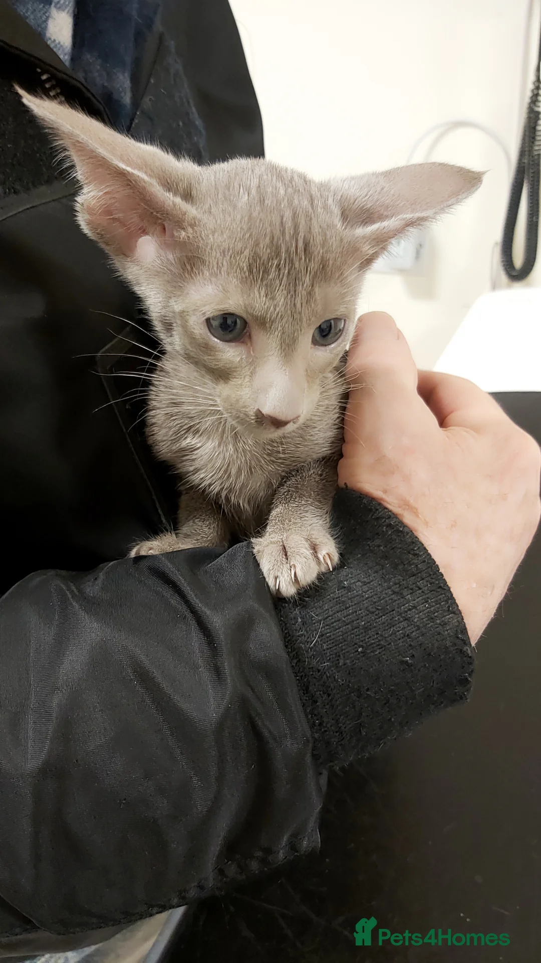 Oriental cats for sale: Full Pedigree Oriental 6 Kittens XL size ears GCCF - Advert 25