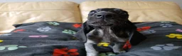 Mixed Breed dogs for sale: KC Basset Hound x KC German Shorthaired Pointer  - Advert 31