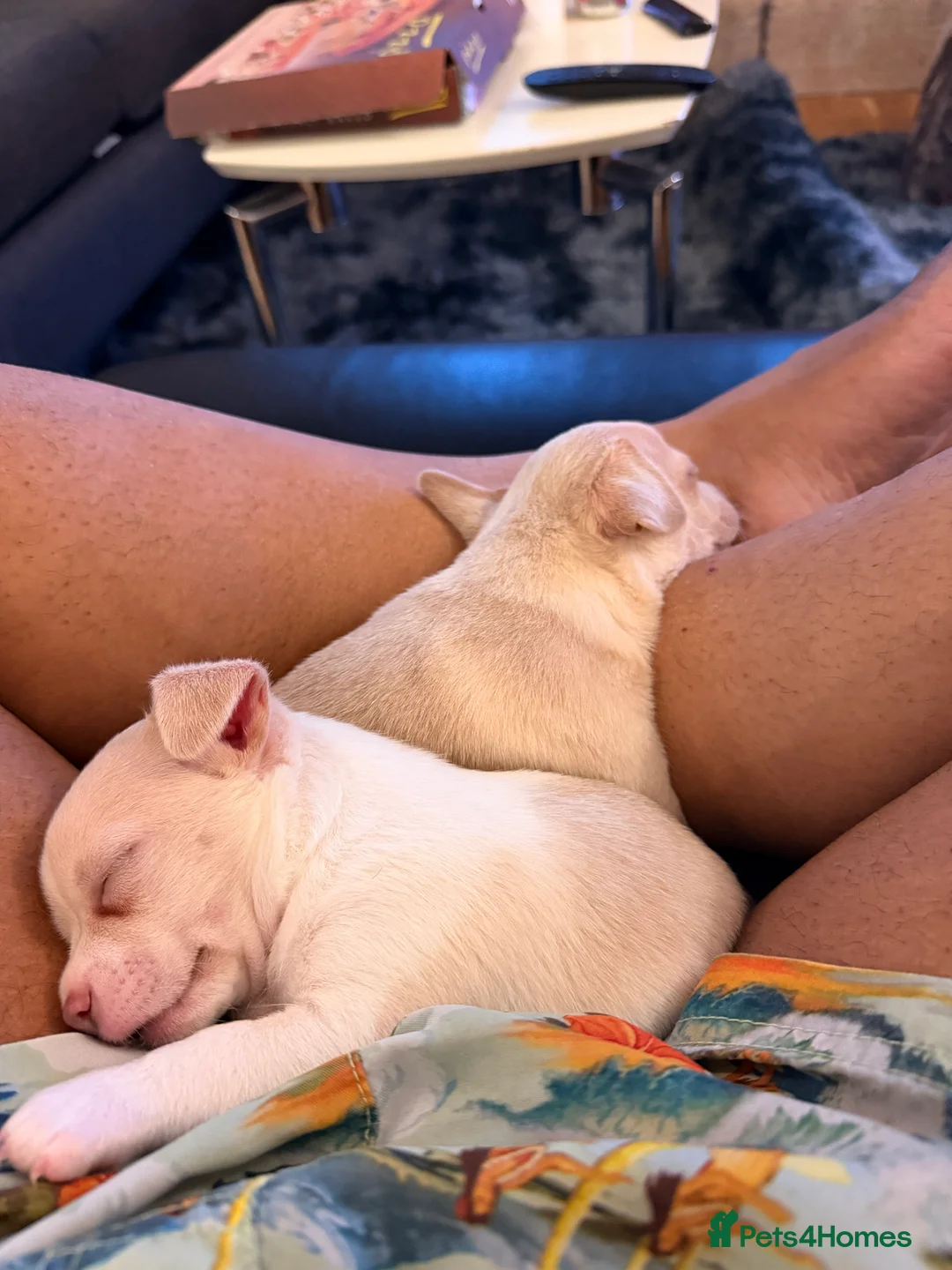 Chihuahua dogs for sale: 8 week old toy chihuahua puppy - Advert 3