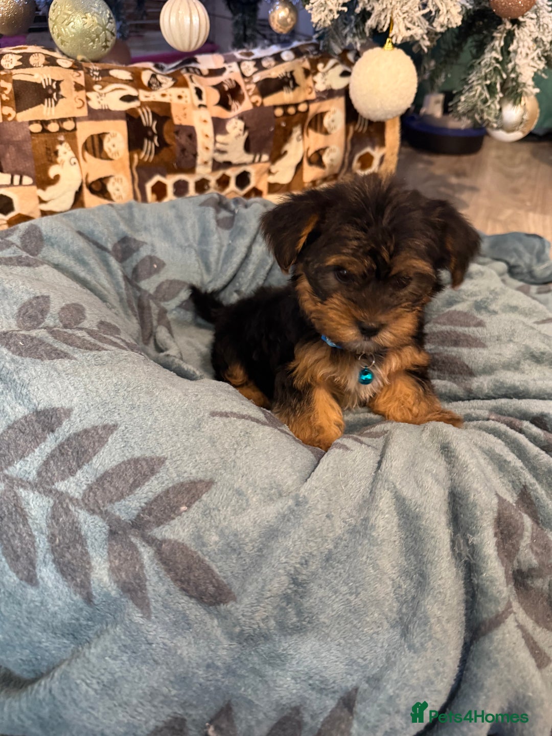 Yorkshire Terrier dogs for sale: Mini Yorkshire Terrier  - Advert 18