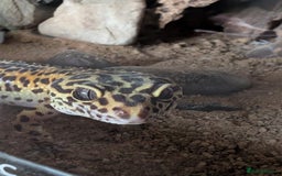 Leopard Gecko reptiles for sale: Leopard gecko female (6 years old) and set up  - Image 2