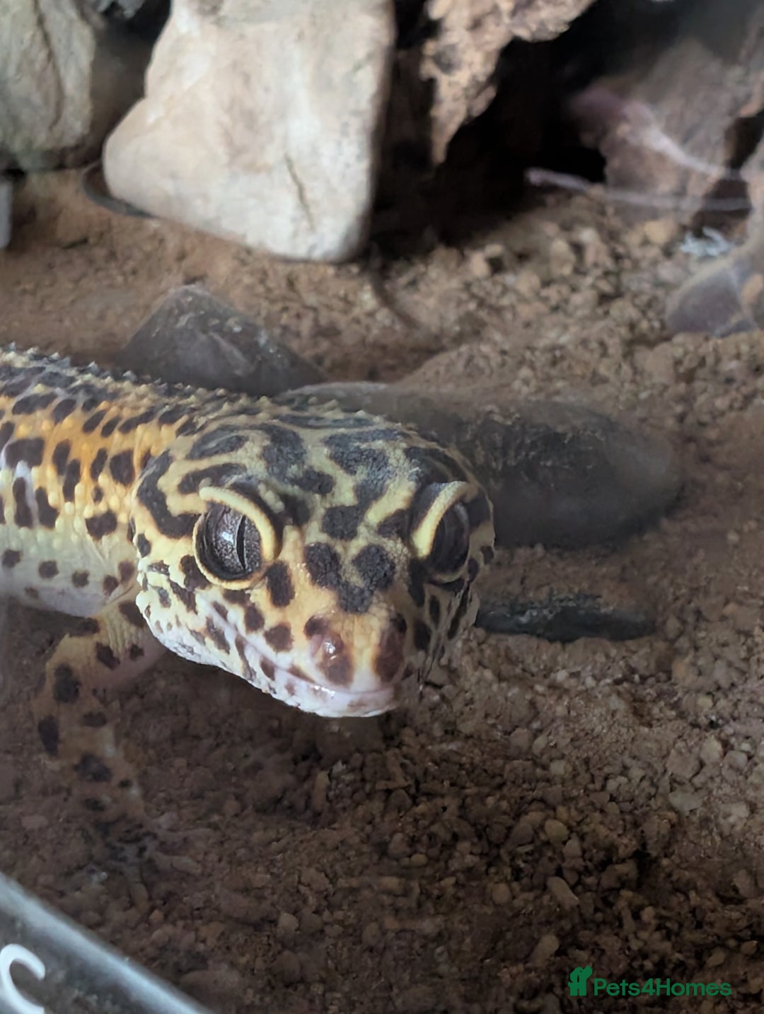 Leopard Gecko reptiles for sale: Leopard gecko female (6 years old) and set up  - Image 2